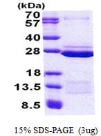 Human FAM50A Protein (Recombinant His)