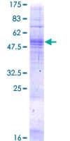Human TAAR5 Protein (Recombinant GST)
