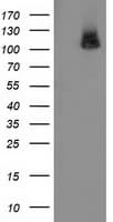PDE2A Antibody (clone OTI1G9, Carrier-free)