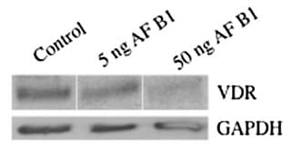 Monoclonal Mouse anti-Human GAPDH Antibody (clone OTI2D9, WB)
