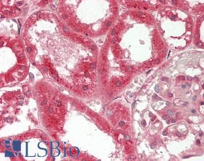 IHC-plus™ NPC / NPC1 Antibody (clone 4H2)