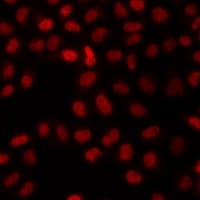 TAF5 Antibody