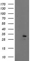 EIF4E Antibody (clone OTI6C3)