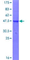 Human TMCO2 Protein (Recombinant GST)