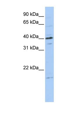TPPP3 Antibody (C-Terminus)