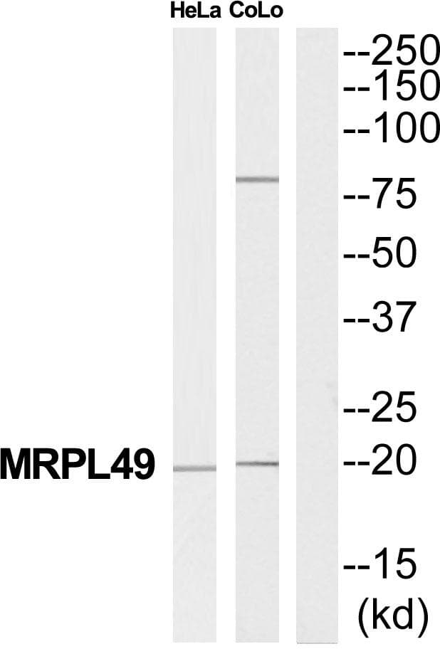 MRPL49 Antibody