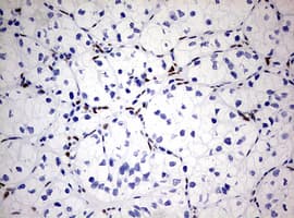 ZEB1 / AREB6 Antibody (aa1-350, clone OTI3G6)