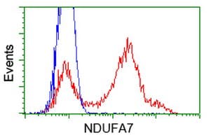 NDUFA7 Antibody (clone OTI2E4)