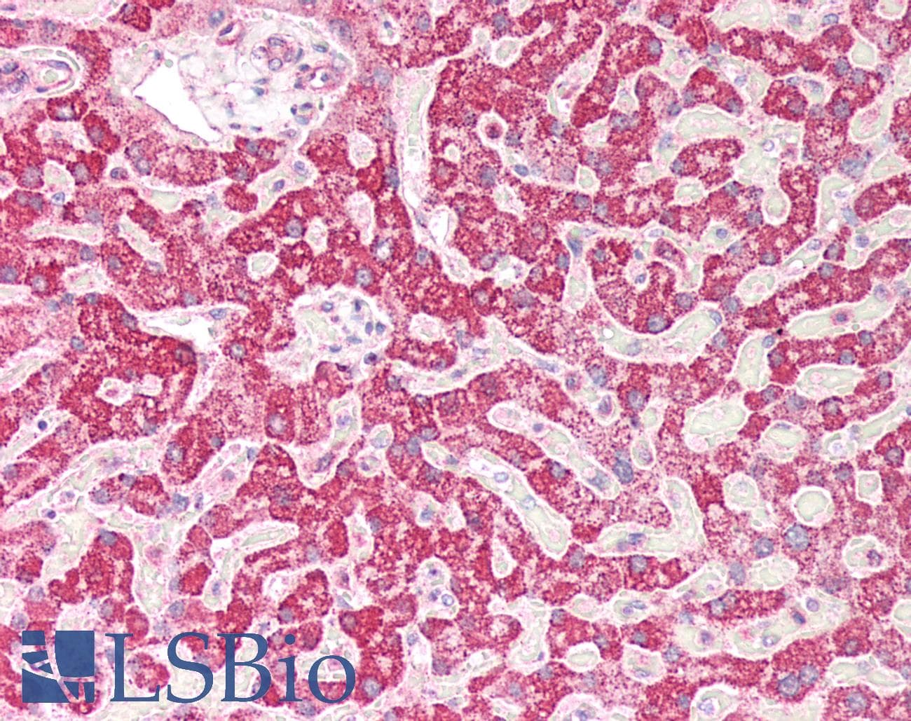 IHC-plus™ PCCB Antibody