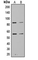 PIK3R1/PIK3R3 Antibody (phospho-Tyr467/Tyr199)