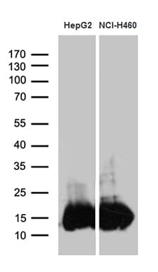 IFITM2 Antibody (clone OTI3B1, Carrier-free)
