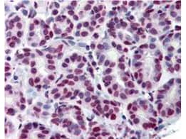 Monoclonal Mouse anti-Mouse STAT5A Antibody (clone 5F6.F1, phospho-Tyr694, IHC, IF, WB)
