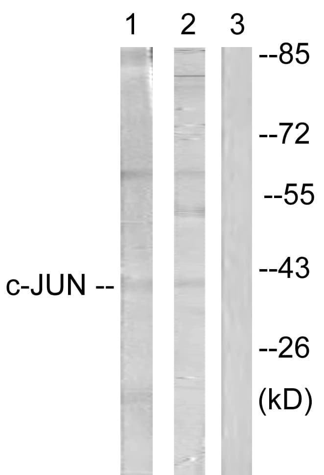 IHC-plus™ JUN / c-Jun Antibody (aa201-250)