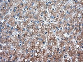 SNX9 / WISP Antibody (clone OTI2E1)