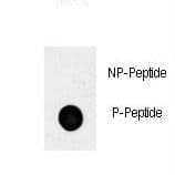 Polyclonal Rabbit anti-Human POU5F1 / OCT4 Antibody (phospho-Ser236)