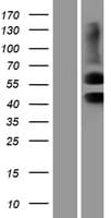 ACVR2 / ACVR2A Protein (Over-Expression Lysate Myc-DDK (Flag))