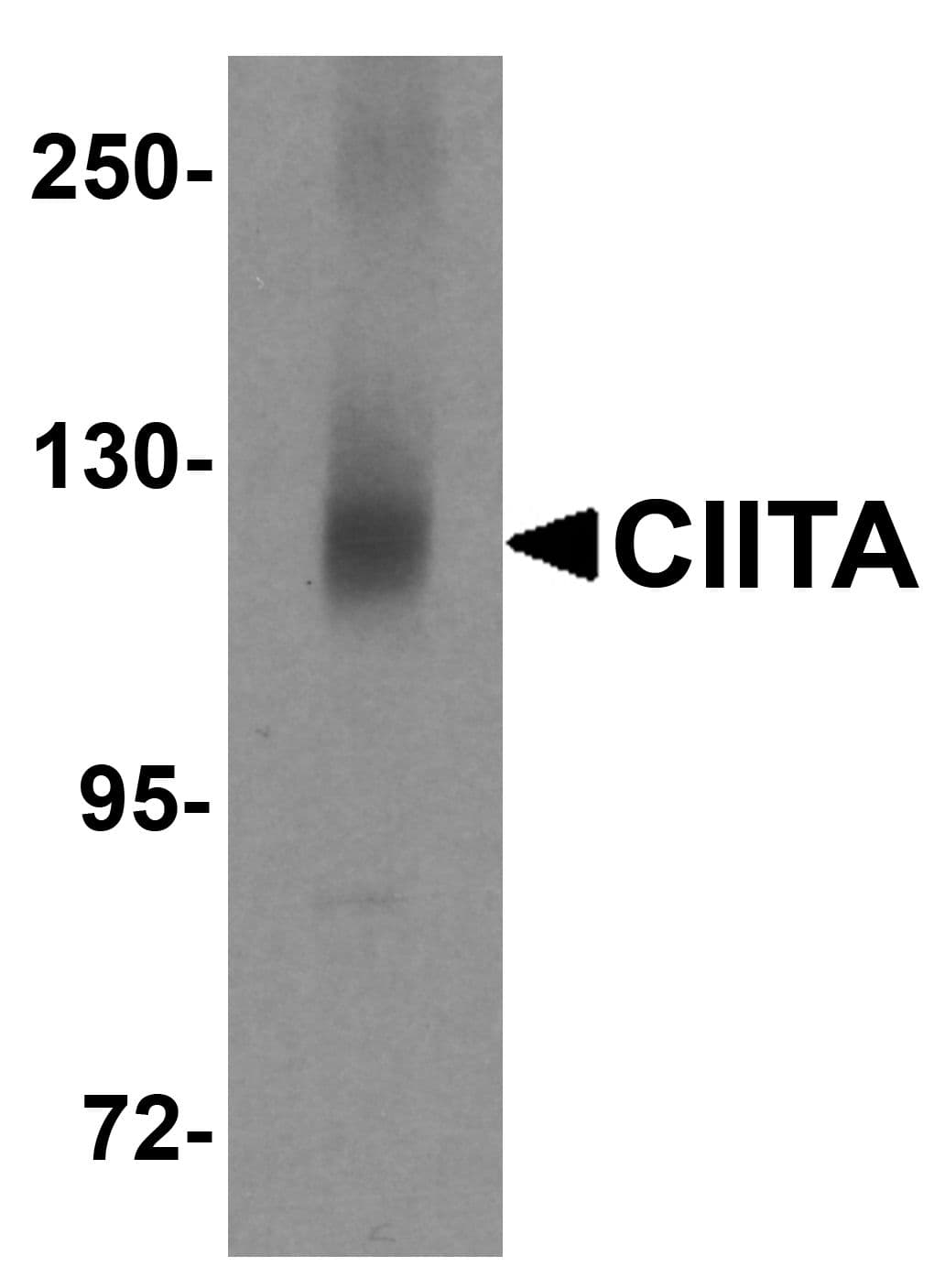 IHC-plus™ CIITA Antibody