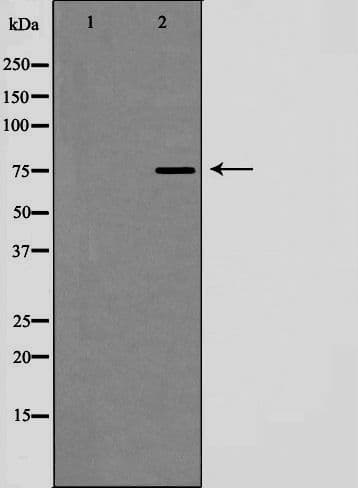 MRE11A / MRE11 Antibody