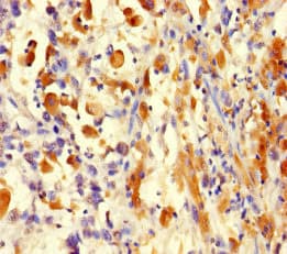 Histone H3.3 Antibody