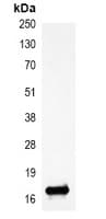 HIST1H3H Antibody