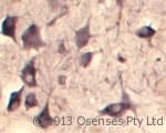 SEC22B Antibody (aa2-50)