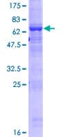 Human ACTL9 Protein (Recombinant GST)