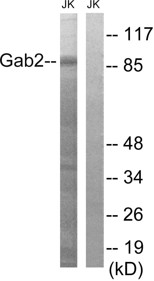 GAB2 Antibody (aa609-658)