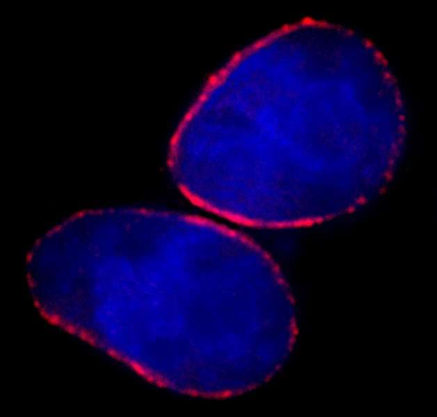 NUP153 Antibody (aa50-100)