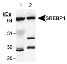 SREBF1 / SREBP-1 Antibody (aa300-400, Biotin)