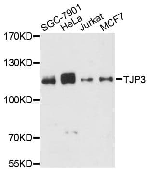 TJP3 / ZO3 Antibody