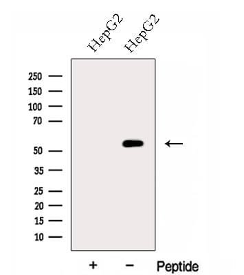 Polyclonal Rabbit anti-Human FZR1 Antibody (WB)