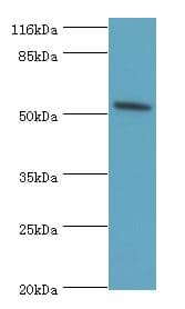 BAP / SIL1 Antibody (aa32-174, HRP)