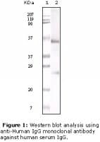 Monoclonal Mouse Anti-Human IgG Fc Secondary Antibody (clone 4D2D9G8, WB)