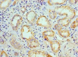 KIAA0652 / ATG13 Antibody (aa318-517)