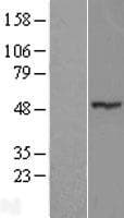 ZNF764 Protein (Over-Expression Lysate Myc-DDK (Flag))