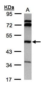 BHMT Antibody (aa1-243)