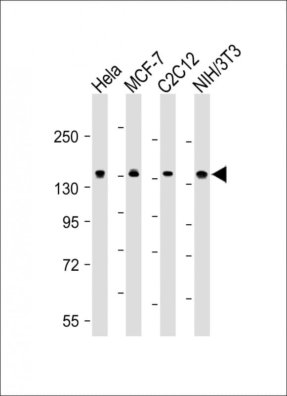 PPP1R12A / MYPT1 Antibody (Ser668)
