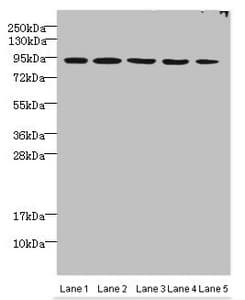 p84 / THOC1 Antibody (aa428-657)