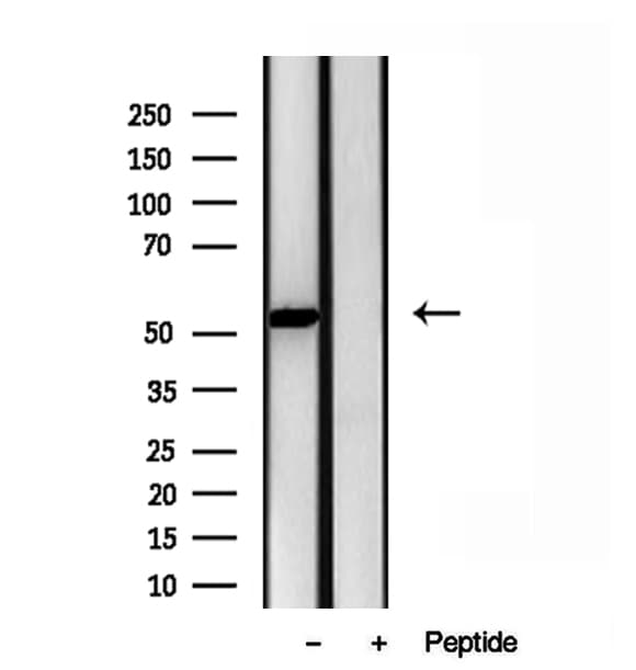 ERAL1 Antibody