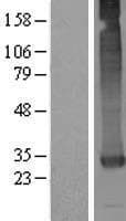 GATSL3 Protein (Over-Expression Lysate Myc-DDK (Flag))