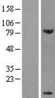 Human DPY30 Protein (Over-Expression Lysate)