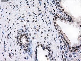Monoclonal Mouse anti-Human ID3 Antibody (clone OTI12C7, IHC, IF, WB)