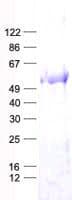 Human TRMT5 Protein (Recombinant His, N-Terminal)