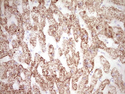 FOS / c-FOS Antibody (clone OTI7D6, Carrier-free)