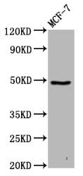 FAM71D Antibody