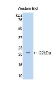 IL24 Antibody (aa51-206)