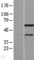 MNS1 Protein (Over-Expression Lysate Myc-DDK (Flag))