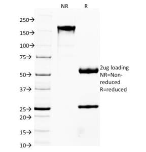 FOXA1 Antibody (clone FOXA1/1514, Azide-free, BSA-free)