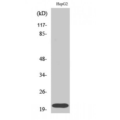 RHOA Antibody (130-210 aa)