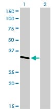 CRKL Antibody (clone 4B5)